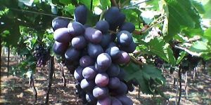 Fresh Black Grapes