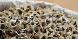 Moringa Seeds