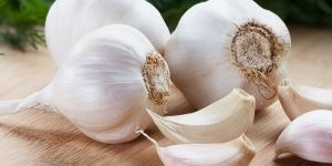 Garlic