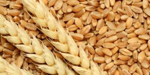 Wheat Grain