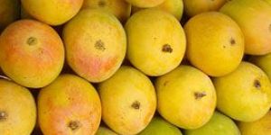 Fresh Alphonso Mango
