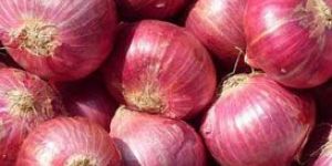 Fresh Onion