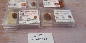 Rudraksh