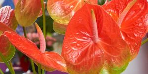 Fresh Anthurium Flower