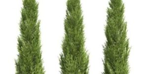 Cypress Plant
