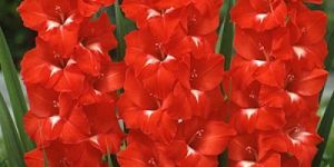 Fresh Red Gladiolus Flower