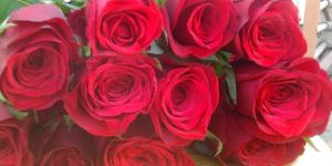 Fresh C Grade Dutch Rose Flower