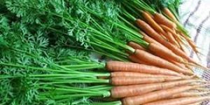 Carrot Leaves