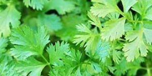 Fresh Coriander Leaves