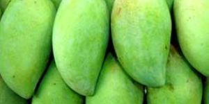 Fresh Green Mango