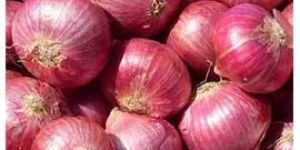 Fresh Red Onion