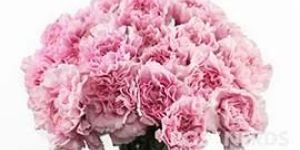 Light Pink Carnation Flowers
