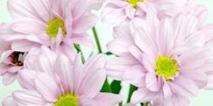 Light Pink Chrysanthemum