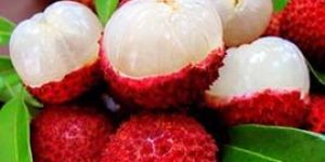 Lychee