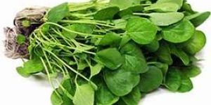 Fresh Fenugreek Leaves