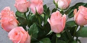 Noblesse Rose Flowers