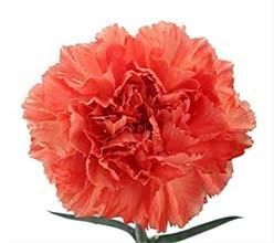 Orange Carnation Flowers
