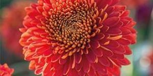 Red Chrysanthemum Flowers