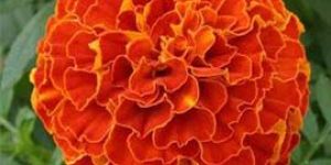 Red Marigold Flowers