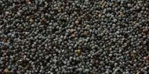 Black Poppy Seeds