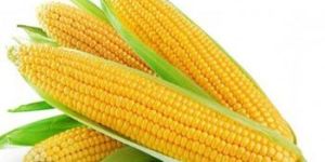Fine Sweet Corn
