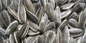 Sunflower Seeds