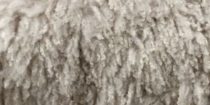 Raw Wool