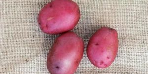 Lady Rosetta Potatoes