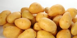 Potato