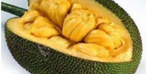 Jack Fruit
