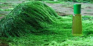 Spirulina Hair Oil