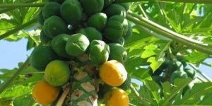 Green Papaya