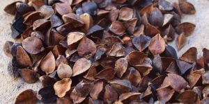 Buckwheat Seeds