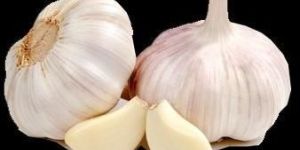 Fresh Garlic