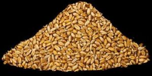 Wheat Grains