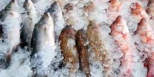 Frozen Fishes