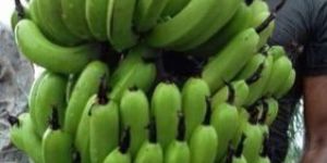 Fresh Green Banana