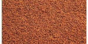 Asaliya Seeds