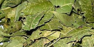Dried Neem Leaves