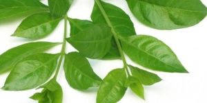 Fresh Henna Leaves