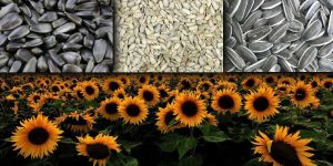 Sunflower Seed