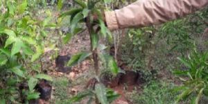 Mango Plants