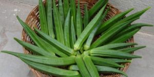 Hybrid Okra Seeds