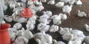 Broiler Cobb Chicks