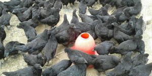 Live Kadaknath Chicks