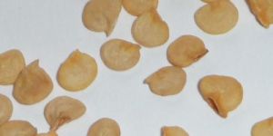 Green Capsicum Seeds
