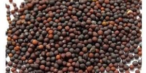 Hybrid Cabbage Seeds