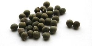 Hybrid Lady Finger Seeds