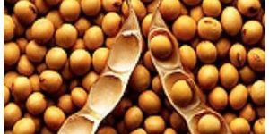 Hybrid Soybean Seeds