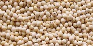 Organic Soybean Seeds
